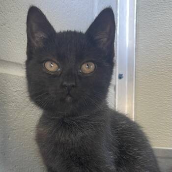 Lucille -  Domestic Short Hair Cat for Adoption in New Philadelphia, Ohio - Lucille | PetCurious