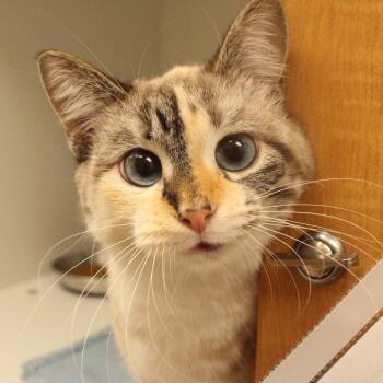 Willow -  Domestic Short Hair and Siamese Cat for Adoption in Champaign, Illinois - Willow | PetCurious