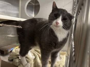 Joey -  Domestic Short Hair Cat for Adoption in Des Moines, Iowa - Joey | PetCurious