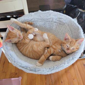 Drake -  Domestic Medium Hair Cat for Adoption in Pinellas Park, Florida - Drake | PetCurious