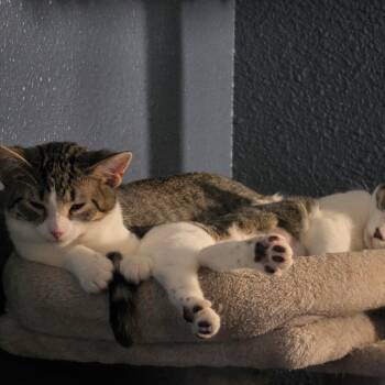 Krispy Kreme C12244 -  Domestic Short Hair Cat for Adoption - Krispy Kreme C12244 | PetCurious