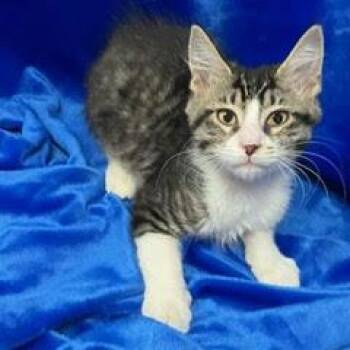 Dublin -  Tabby Cat for Adoption in Green Valley, Arizona - Dublin | PetCurious