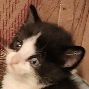 Danny -  Domestic Short Hair Cat for Adoption in Houghton Lake, Michigan - Danny | PetCurious