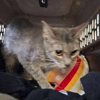 Tiffany -  Domestic Short Hair Cat for Adoption in Greensboro, North Carolina - Tiffany | PetCurious
