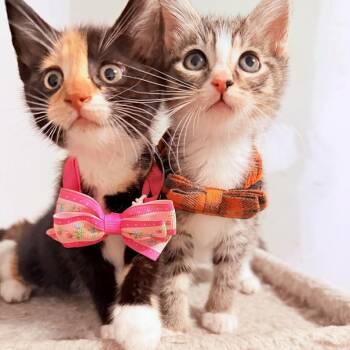 Tortoiseshell and Tabby Cats Available for Adoption in Coral Gables, Florida - Nico And Amaya | PetCurious