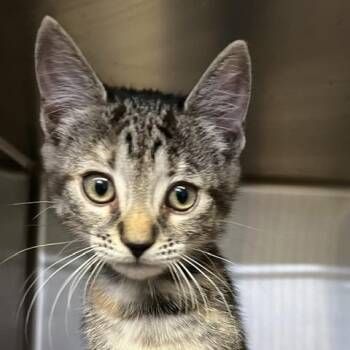 Asuma -  Domestic Short Hair Cat for Adoption in Baltimore, Maryland - Asuma | PetCurious
