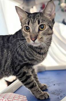 Rescue Domestic Short Hair Cats for Adoption in Fort Lauderdale, Florida - ELIZA | PetCurious