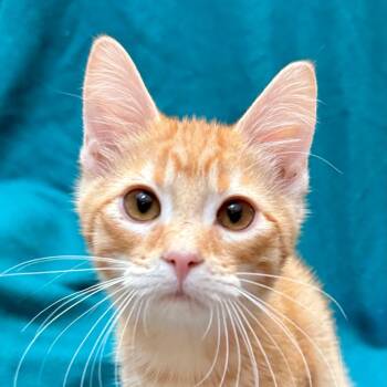 Sparrow -  Domestic Short Hair Cat for Adoption in Kansas City, Missouri - Sparrow | PetCurious