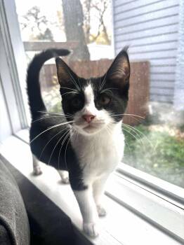 Rescue Domestic Medium Hair Cats for Adoption in Winnipeg, Manitoba - Starling | PetCurious