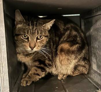 Domestic Short Hair Cats Available for Adoption - Carlo | PetCurious