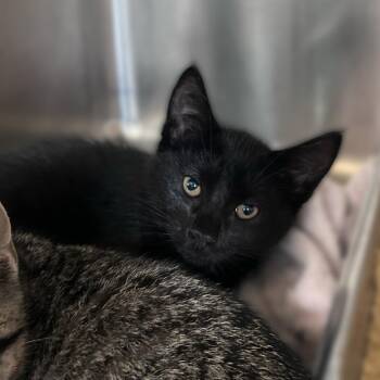 Cremini -  Domestic Short Hair Cat for Adoption in Davenport, Iowa - Cremini | PetCurious