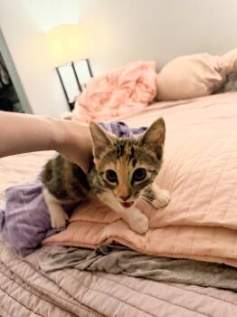 Purrim -  Domestic Short Hair Cat for Adoption in Morgan Hill, California - Purrim | PetCurious