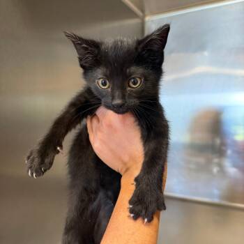 Domestic Short Hair Cats Available for Adoption in New York, New York - Kitten C | PetCurious