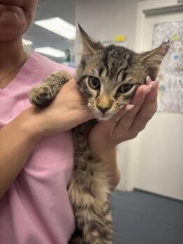 Dixons -  Domestic Short Hair Cat for Adoption in Evansville, Indiana - Dixons | PetCurious