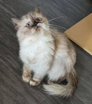 SOPHIE -  Himalayan Cat for Adoption in Kenosha, Wisconsin - SOPHIE | PetCurious
