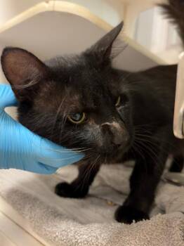 Bubbles -  Domestic Short Hair Cat for Adoption in Windsor, Connecticut - Bubbles | PetCurious