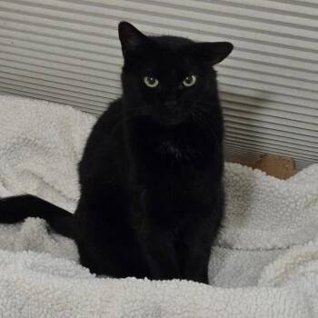 Harper -  Domestic Short Hair Cat for Adoption in Garland, Texas - Harper | PetCurious