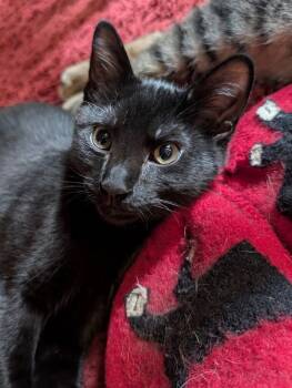 Rescue Domestic Short Hair Cats for Adoption in Bonsall, California - Meatball 4782 | PetCurious