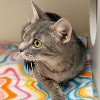 Domestic Short Hair Cats Available for Adoption in Champaign, Illinois - Princess | PetCurious