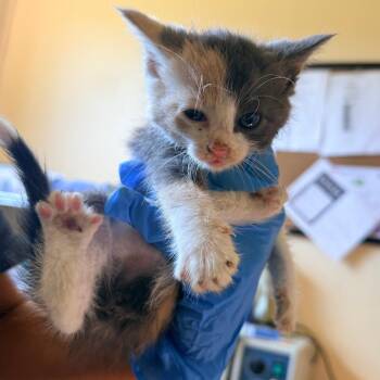 Posie -  Domestic Short Hair Cat for Adoption in Corinth, Mississippi - Posie | PetCurious