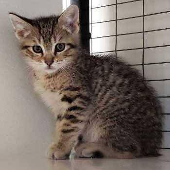 Coconut -  Domestic Short Hair Cat for Adoption in Redwood City, California - Coconut | PetCurious