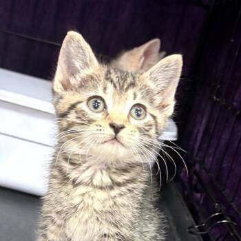 Morgana -  Domestic Short Hair Cat for Adoption in Canton, North Carolina - Morgana | PetCurious