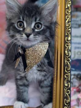 Purrlor Swift -  Tabby and Domestic Short Hair Cat for Adoption in Fremont, California - Purrlor Swift | PetCurious