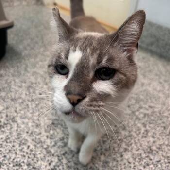 Domestic Short Hair Cats Available for Adoption in Fresno, California - Grunkle | PetCurious