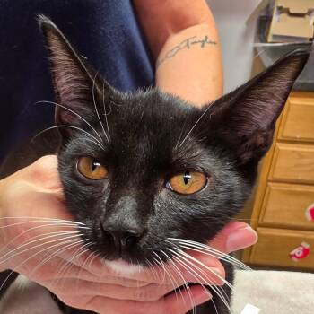 Woody -  Domestic Short Hair Cat for Adoption in Leander, Texas - Woody | PetCurious