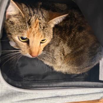 Peaches -  Domestic Short Hair Cat for Adoption in Philadelphia, Pennsylvania - Peaches | PetCurious