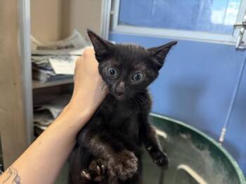 JUPITER -  Domestic Short Hair Cat for Adoption in San Bernardino, California - JUPITER | PetCurious