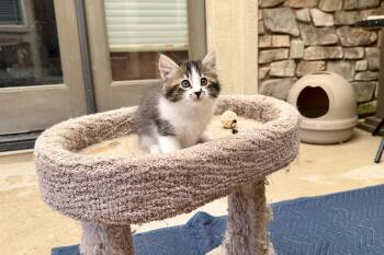 Jake -  Domestic Long Hair Cat for Adoption in Gilroy, California - Jake | PetCurious