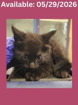 Cat Condo #13 -  Domestic Short Hair Cat Available for Adoption in Greenville, Texas - Cat Condo #13 | PetCurious