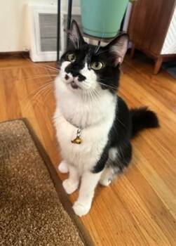 Banjo -  Domestic Medium Hair Cat for Adoption in San Francisco, California - Banjo | PetCurious