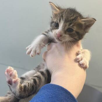 Domestic Short Hair Cats Available for Adoption in Greensboro, North Carolina - Tighty | PetCurious