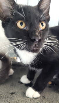Rescue Domestic Short Hair Cats for Adoption in Oviedo, Florida - Mae | PetCurious