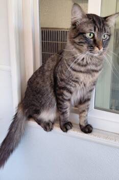 Maine Coon Cats Available for Adoption in Libby, Montana - Husk | PetCurious