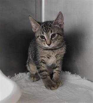 ALASTOR -  Domestic Short Hair Cat for Adoption in Fort Walton Beach, Florida - ALASTOR | PetCurious