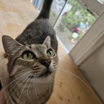 Tabby Cats Available for Adoption in Wilmington, North Carolina - Fiona | PetCurious