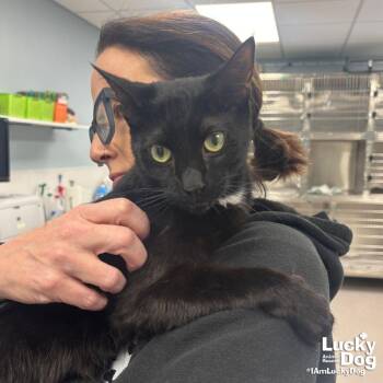 Domestic Short Hair Cats Available for Adoption - Nightwing | PetCurious