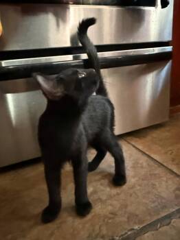Silas -  Domestic Short Hair Cat for Adoption in Glendale, Arizona - Silas | PetCurious
