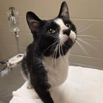 Stetson -  Domestic Short Hair Cat for Adoption in Chicago, Illinois - Stetson | PetCurious