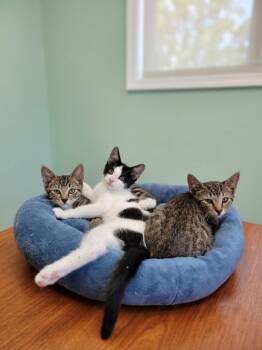 Woodley (downey) -  Tabby Cat for Adoption - Woodley (downey) | PetCurious