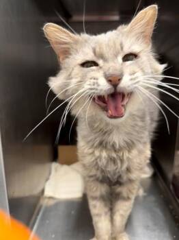 PINKY -  Domestic Long Hair Cat for Adoption in Baytown, Texas - PINKY | PetCurious