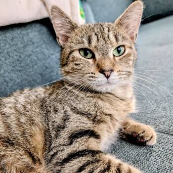 Agatha -  Domestic Short Hair Cat for Adoption in Alexandria, Virginia - Agatha | PetCurious