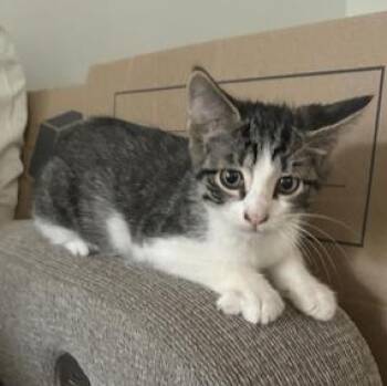Domestic Medium Hair Cats Available for Adoption in Liverpool, Texas - Sully  | PetCurious