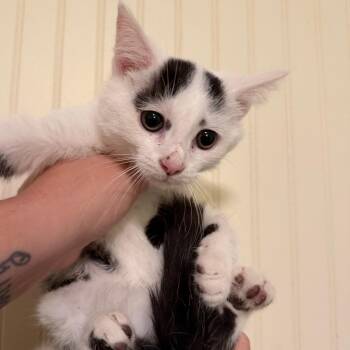 Cricket -  Domestic Short Hair Cat for Adoption in Sequatchie, Tennessee - Cricket | PetCurious