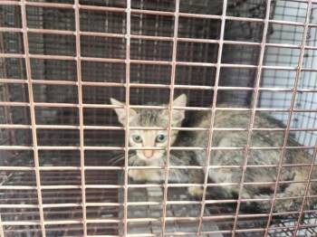 A660657 -  Domestic Short Hair Cat for Adoption in Houston, Texas - A660657 | PetCurious