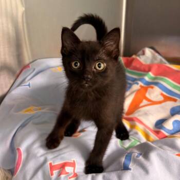 Ash -  Domestic Short Hair Cat for Adoption in Clavet, Saskatchewan - Ash | PetCurious