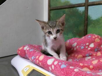 GENIO -  Domestic Short Hair Cat for Adoption in Houston, Texas - GENIO | PetCurious